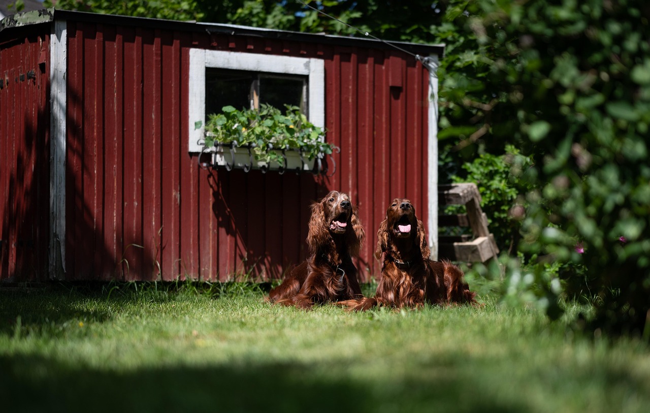 Home irish red setters, dogs, pets, setters, animals, domestic, canine, mammal, nature, grass, yard, closeup